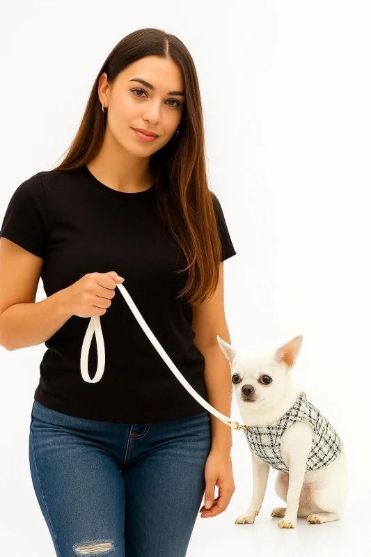 Dog on leash