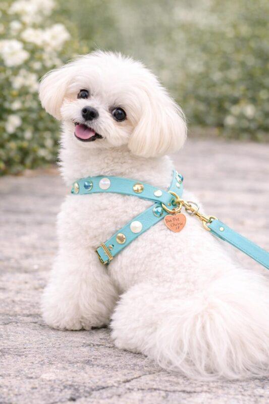 Cane con pettorina biothane