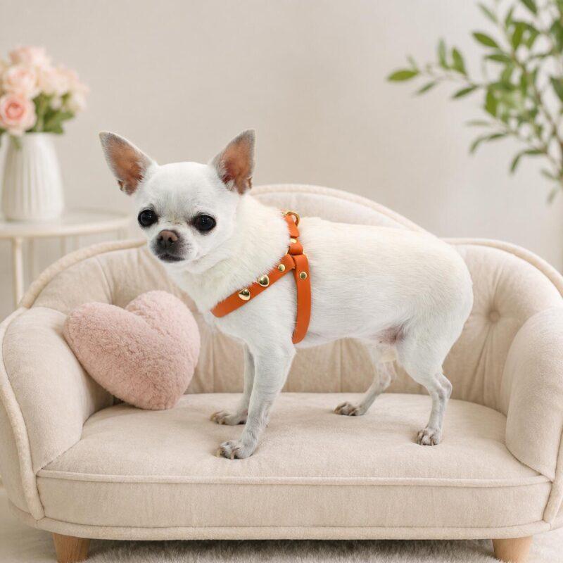 Chihuahua with harness for dogs